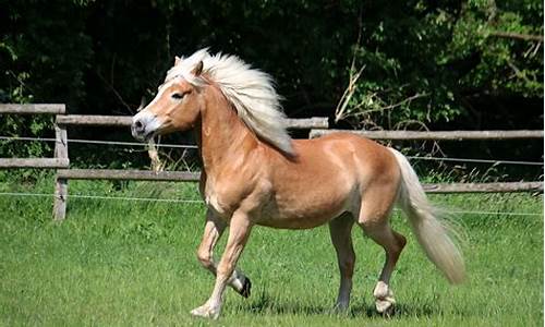 Haflinger_haflinger拖鞋